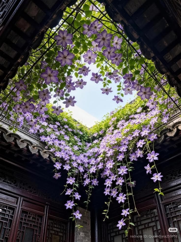 courtyard with purple flowers and dark wood