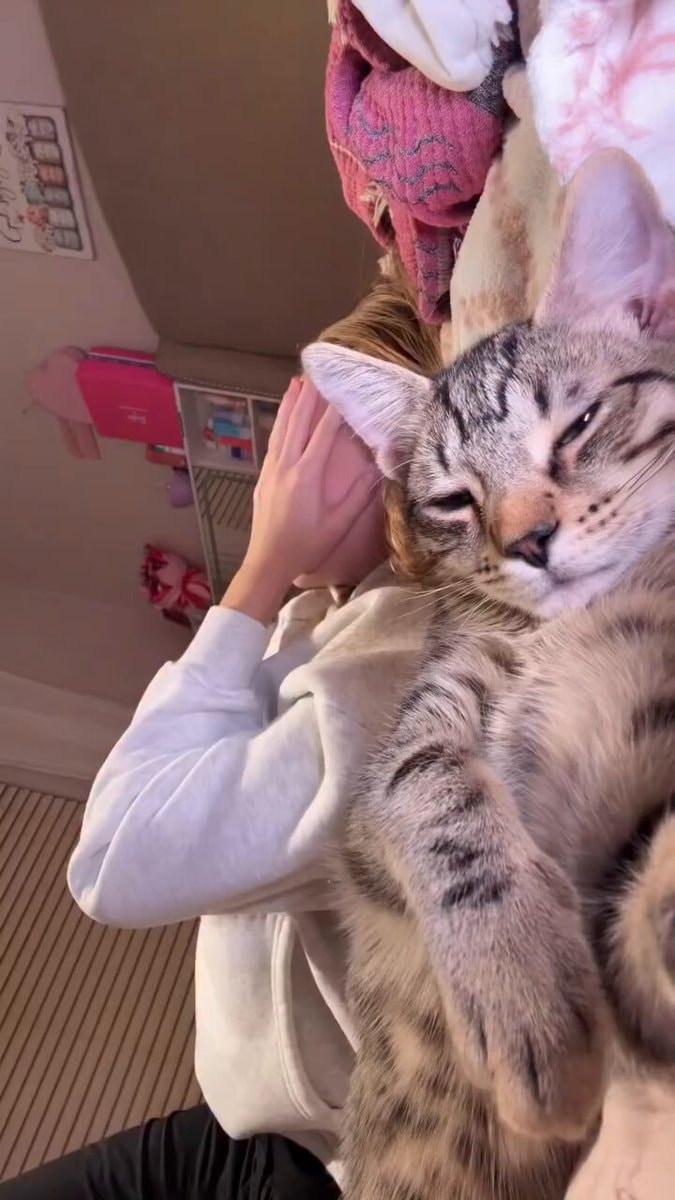 tabby cat overwhelming person