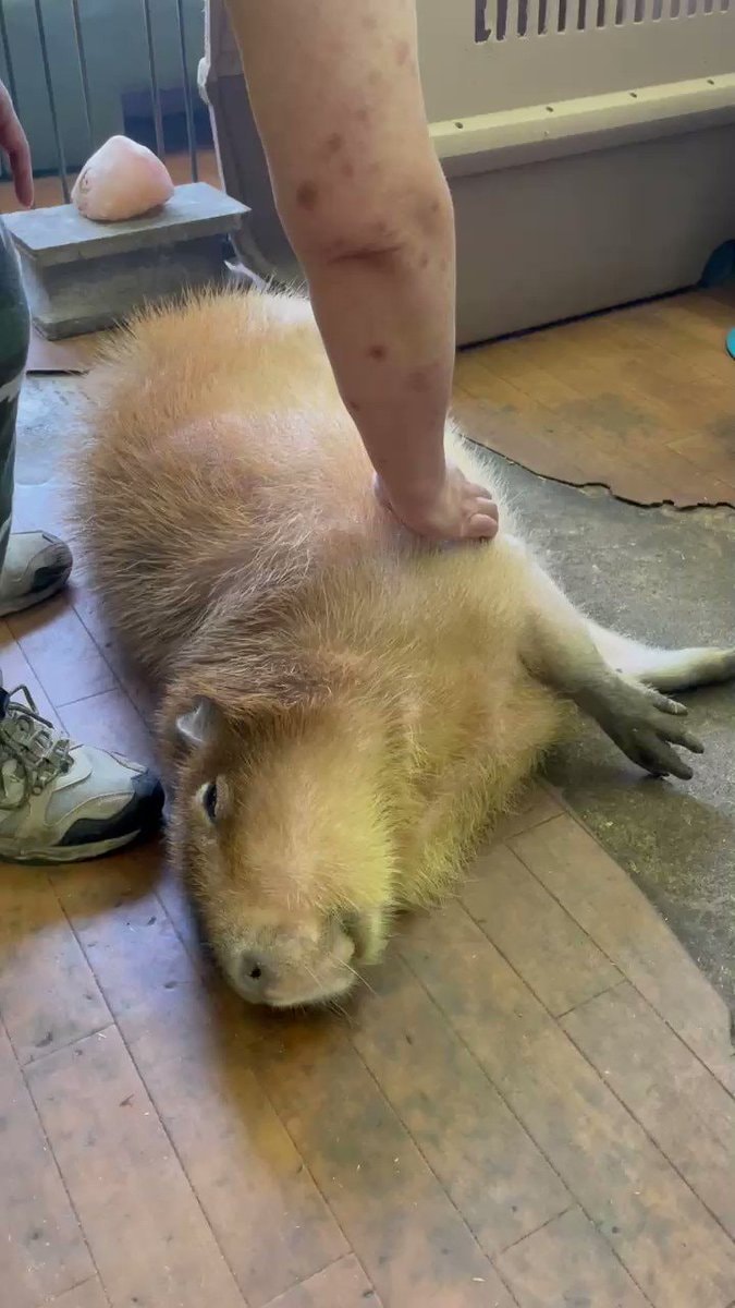 Capybara belly rub