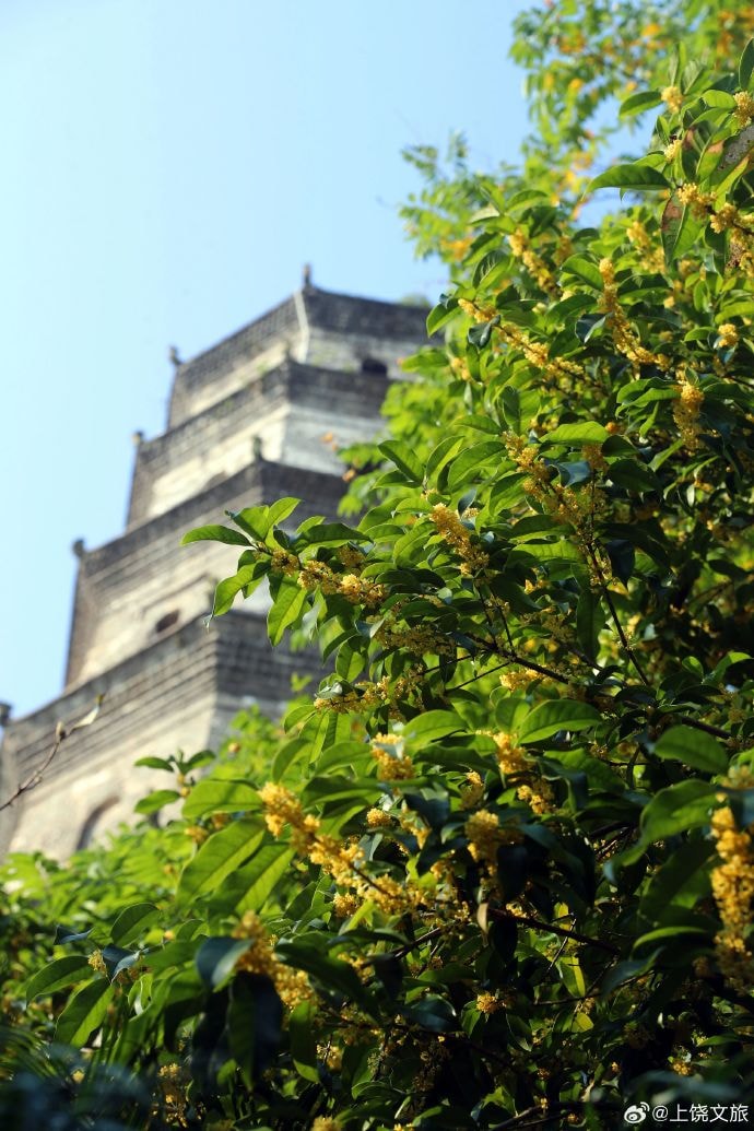 Osmanthus bloom in Shangrao Jiangxi (photo 4 of 4)