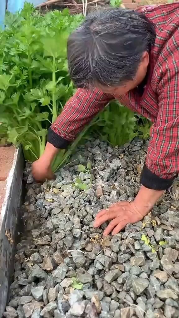 Chinese farmers growing vegetables on pebbles
