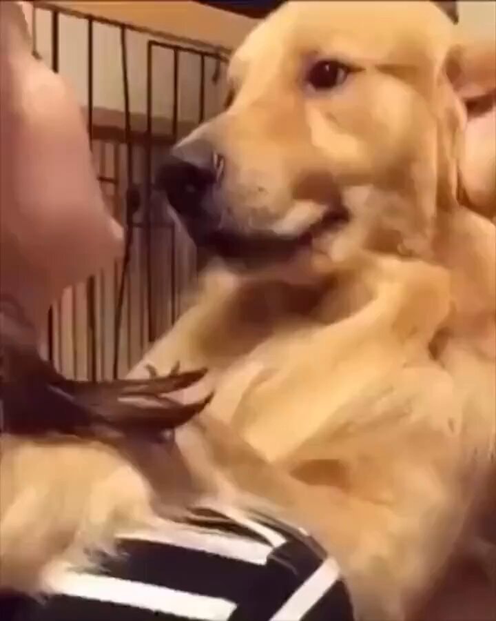 Golden Retriever Headbutt