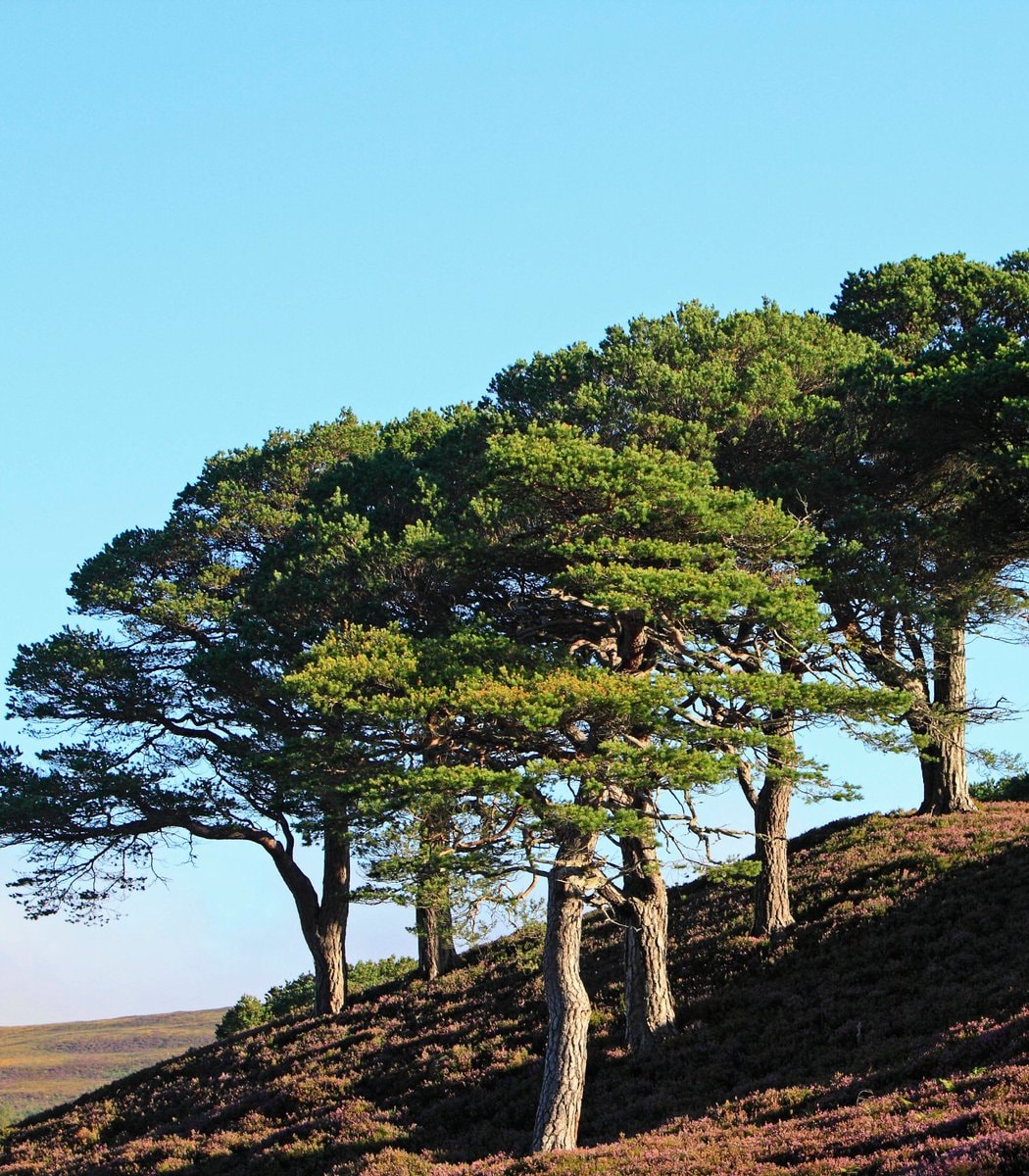 Paul Lister Scotland rewilding (photo 2 of 2)