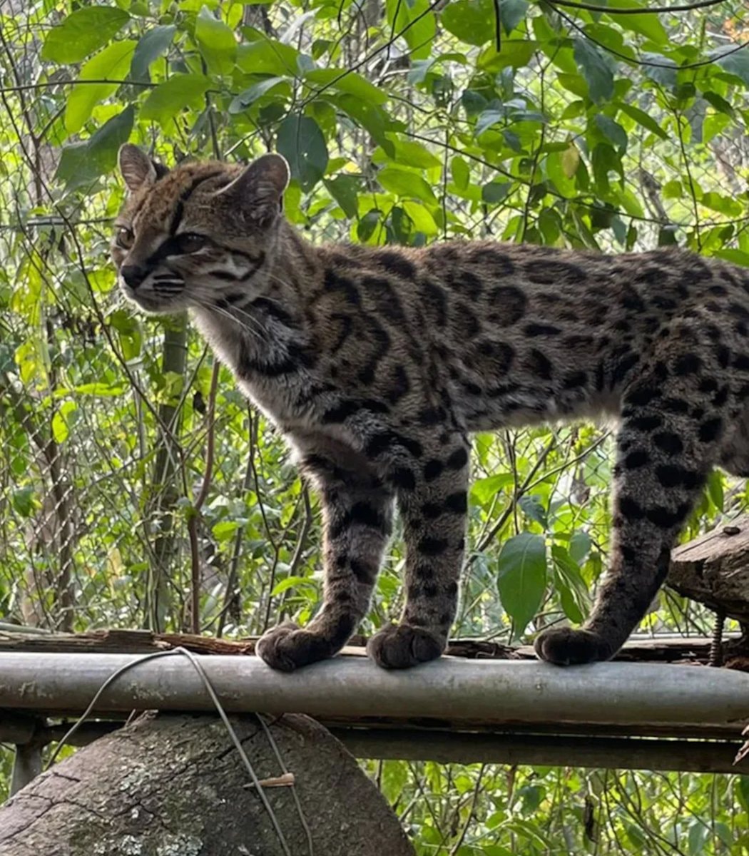 Tilcayo Tiger Cat discovered (photo 2 of 2)