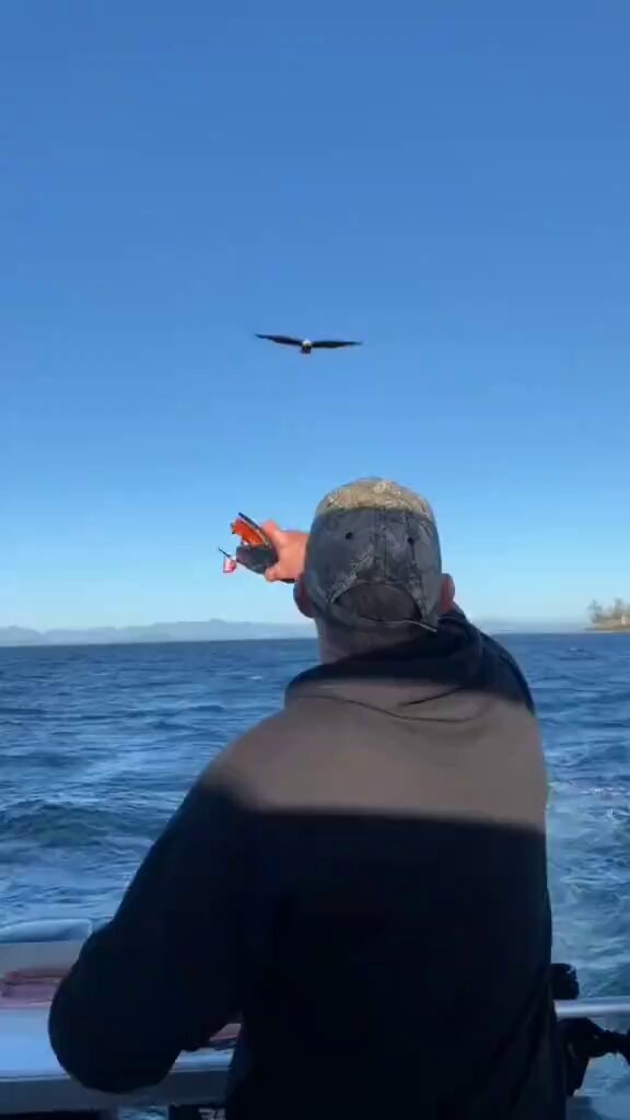 Man feeding bird on boat