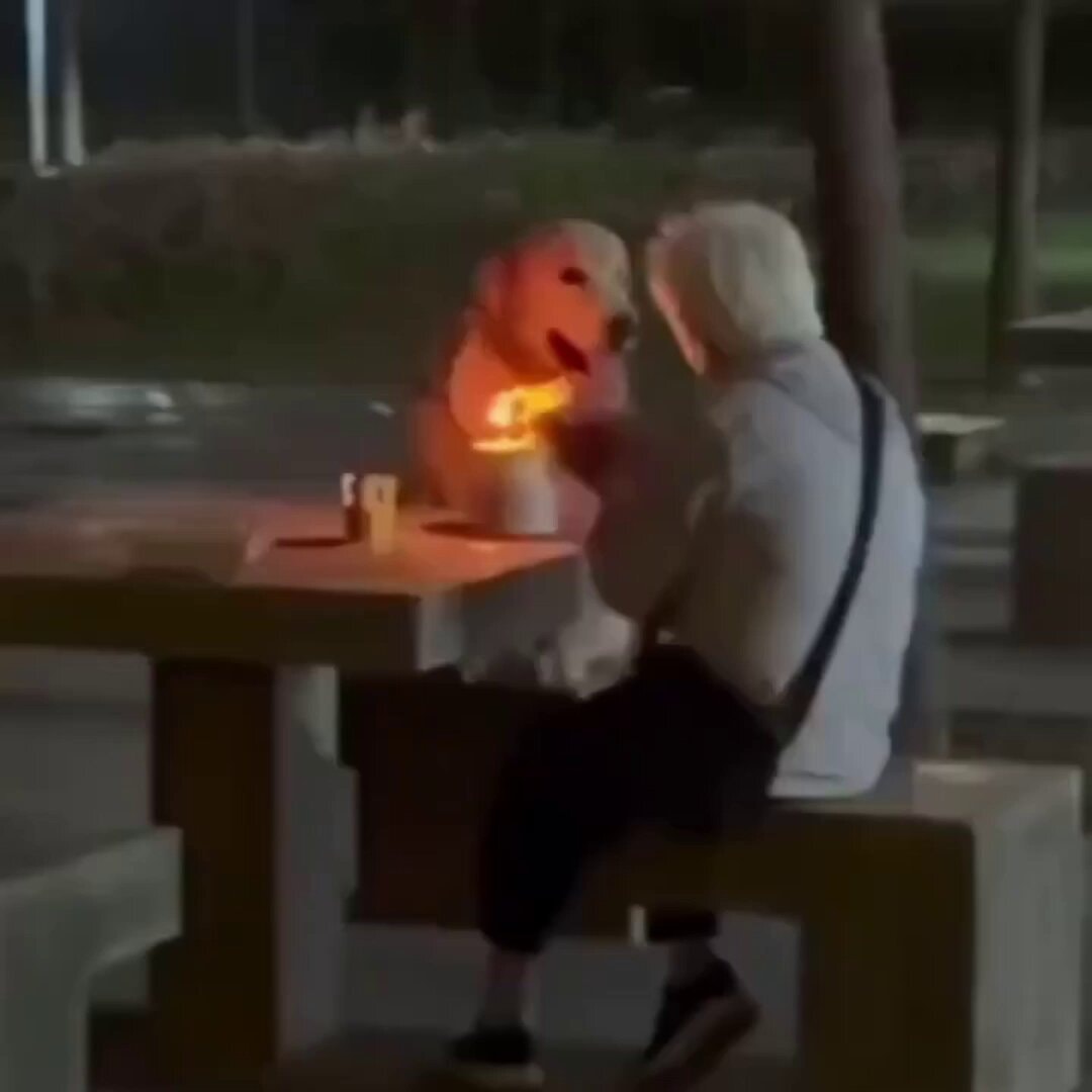 Golden retriever birthday candle gaze