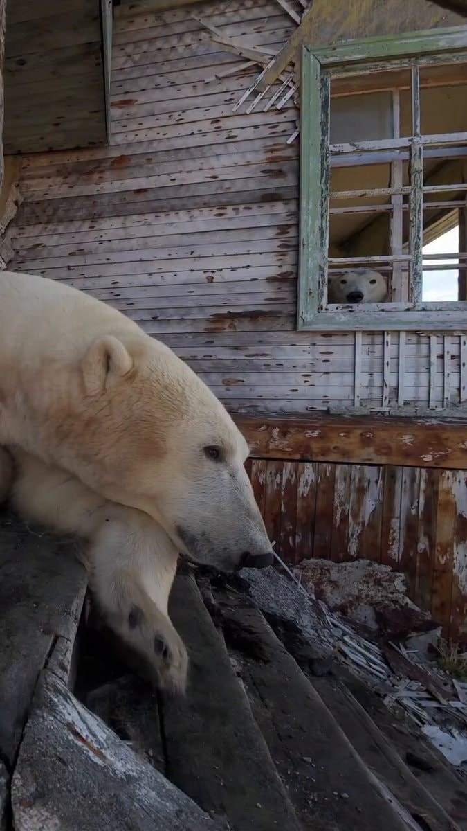 polar bears Kolyuchin Island