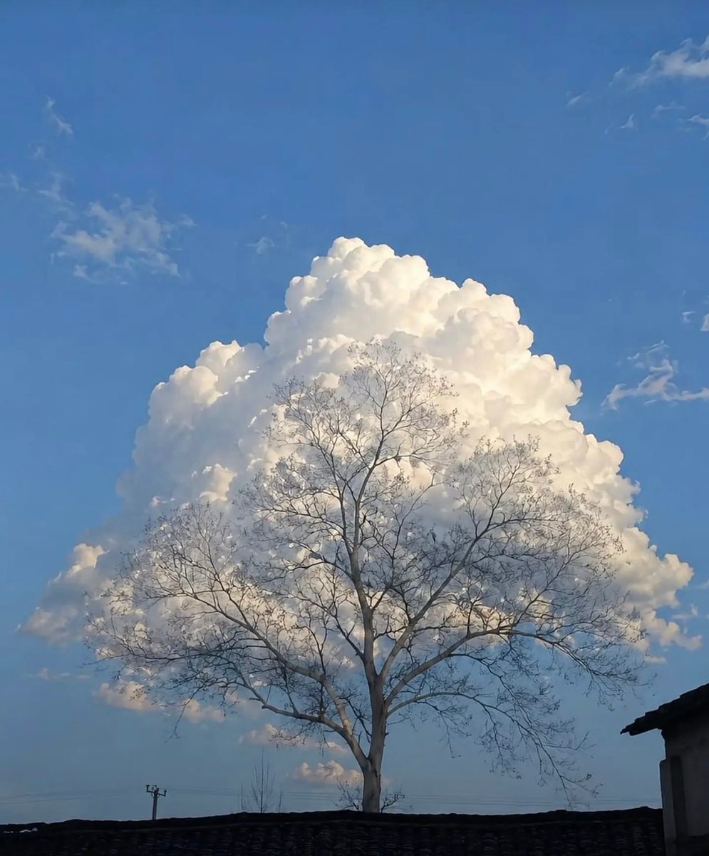 bare tree against fluffy clouds