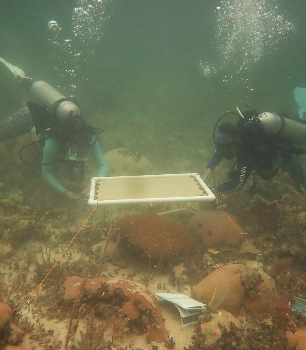 Underwater umbrellas for coral survival Underwater umbrellas for coral survival