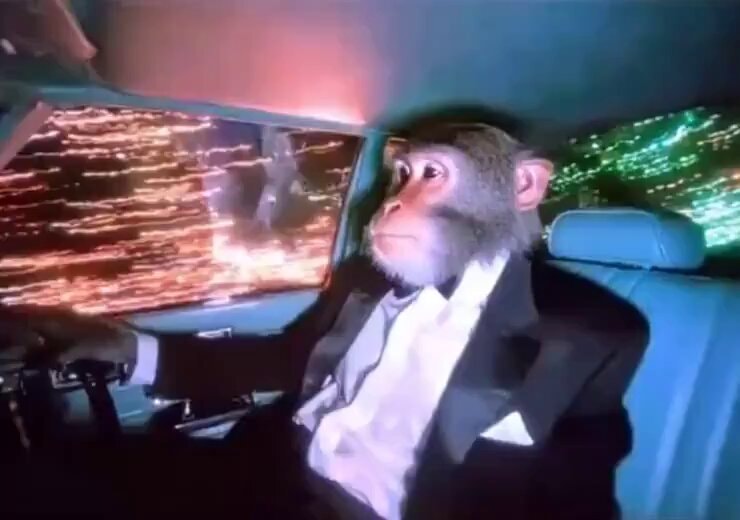 monkey in a suit driving