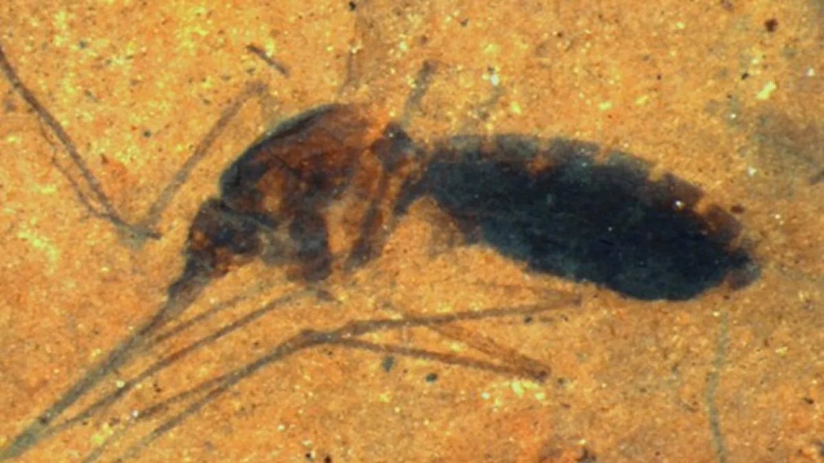 46-million-year-old mosquito fossil (photo 2 of 2)