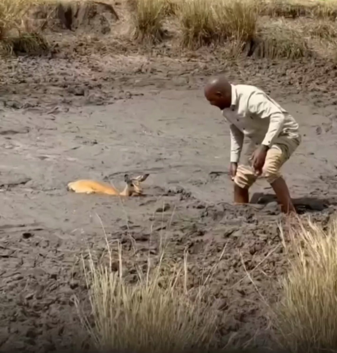 Man rescues baby deer stuck in mud