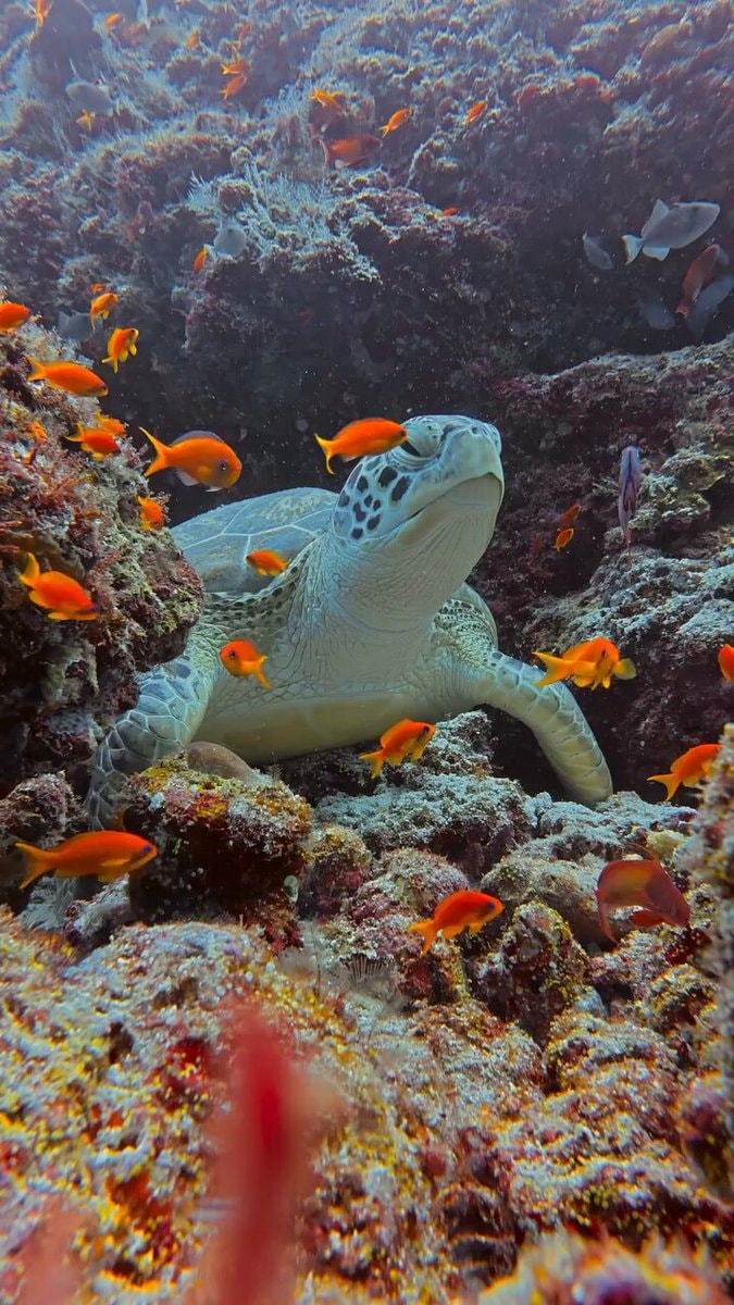 sea turtles in the Maldives