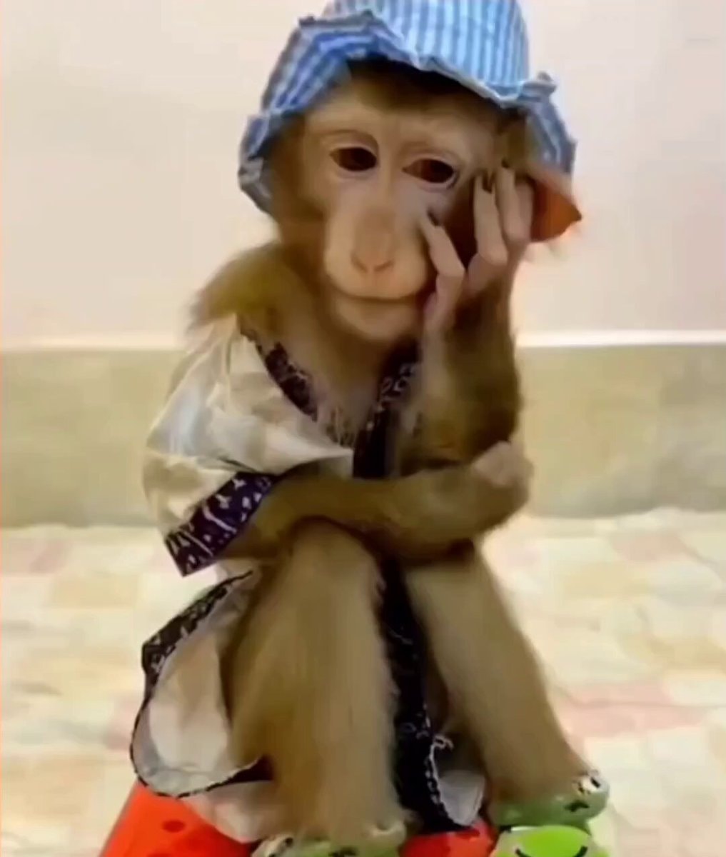 Monkey in robe with frozen meat joke
