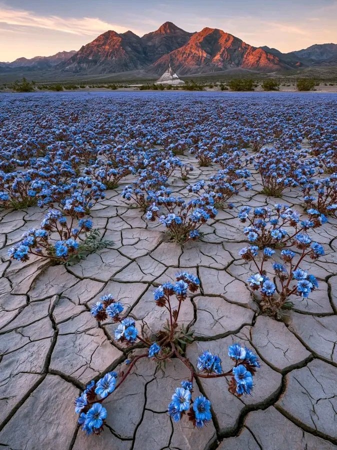 Death Valley National Park blue wildflowers