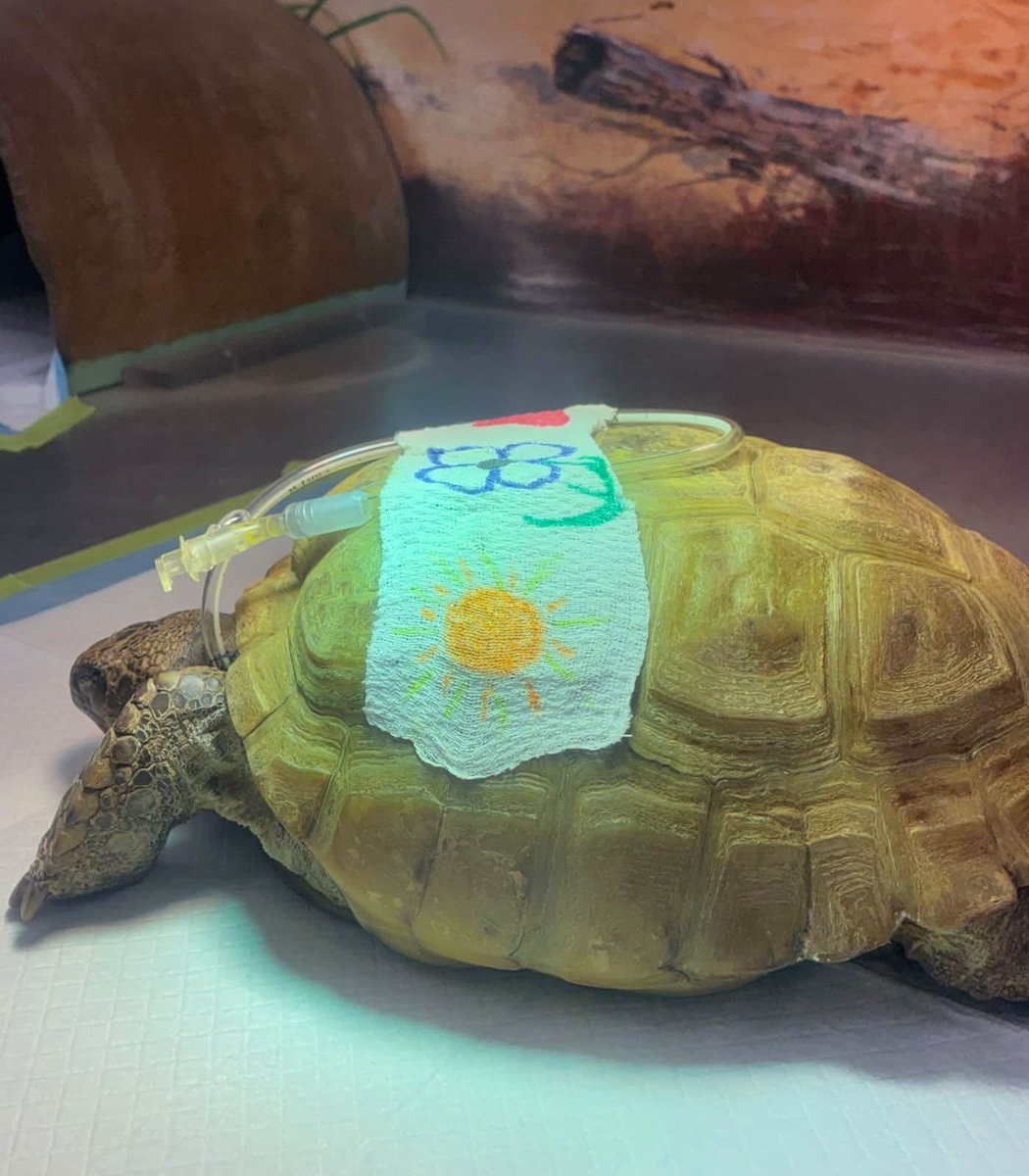 Gus the world's oldest gopher turtle (photo 2 of 4)