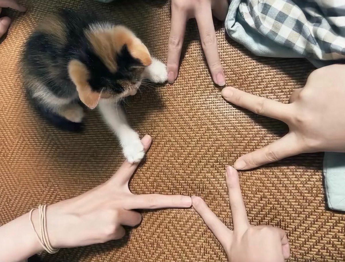 kitten reaching for a finger
