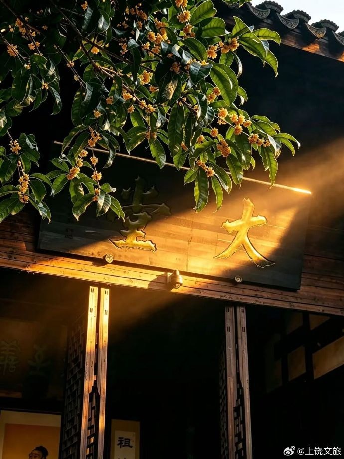 Osmanthus bloom in Shangrao Jiangxi