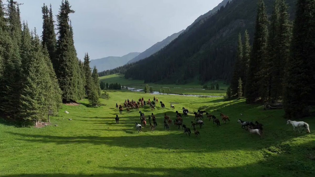 Horses running in Kyrgyzstan