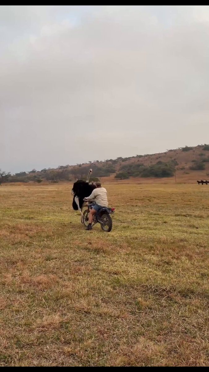 Man vs ostrich motorcycle ride