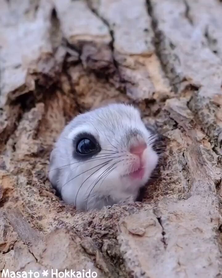 Japanese flying squirrel