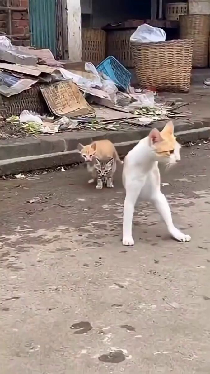 Mother cat raises kittens on two legs