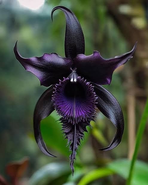 Black Bat Orchid in bloom