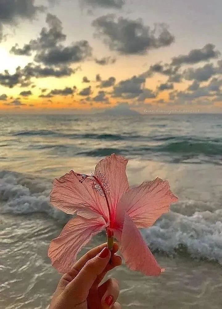 Hibiscus flower sunset (photo 2 of 2)