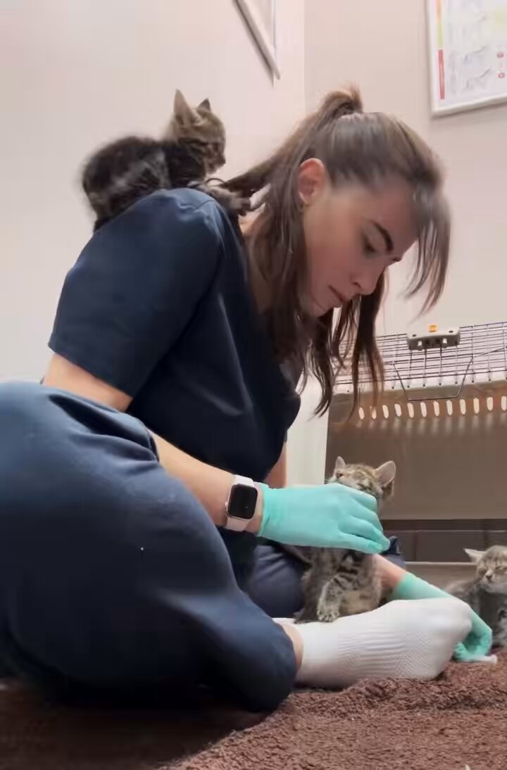 woman tending kittens