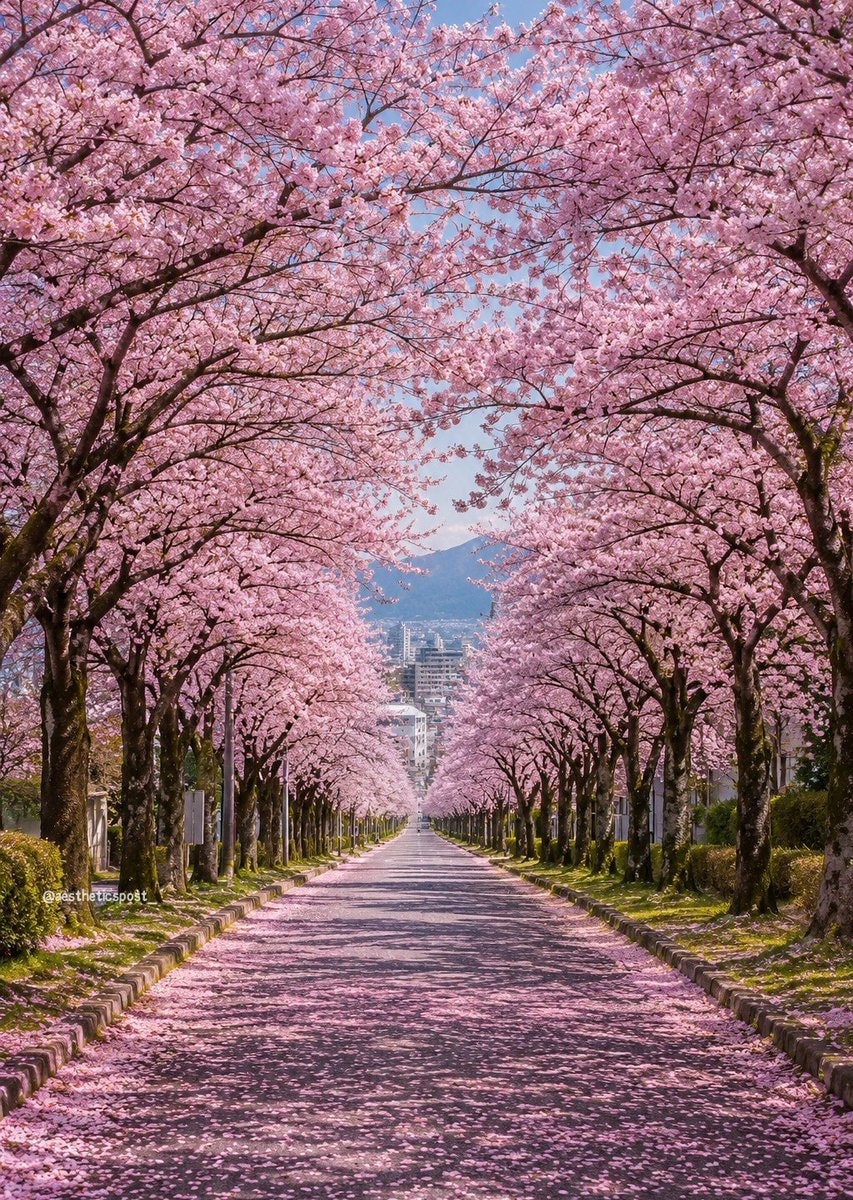 cherry blossom avenue skyline