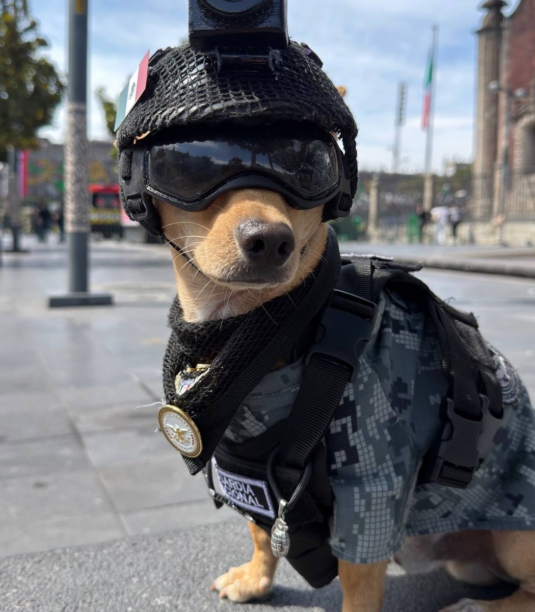 Chihuahua Comando National Guard recruit (photo 2 of 2)