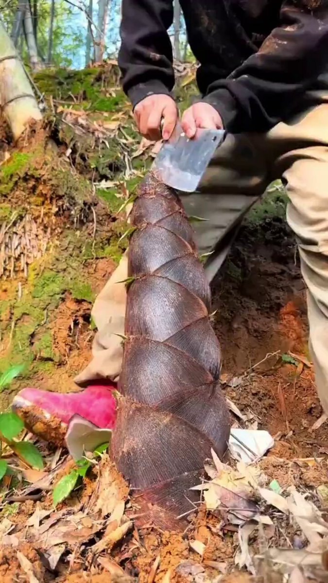 bamboo shoot harvest