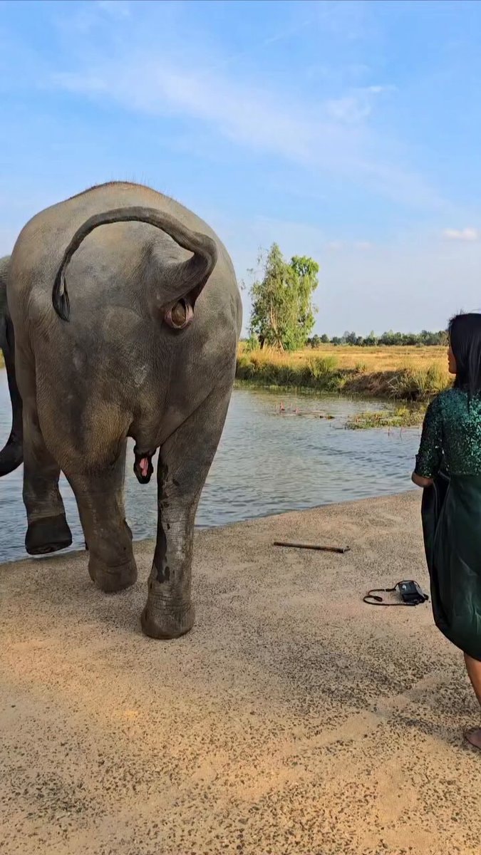 Elephant walking toward the water