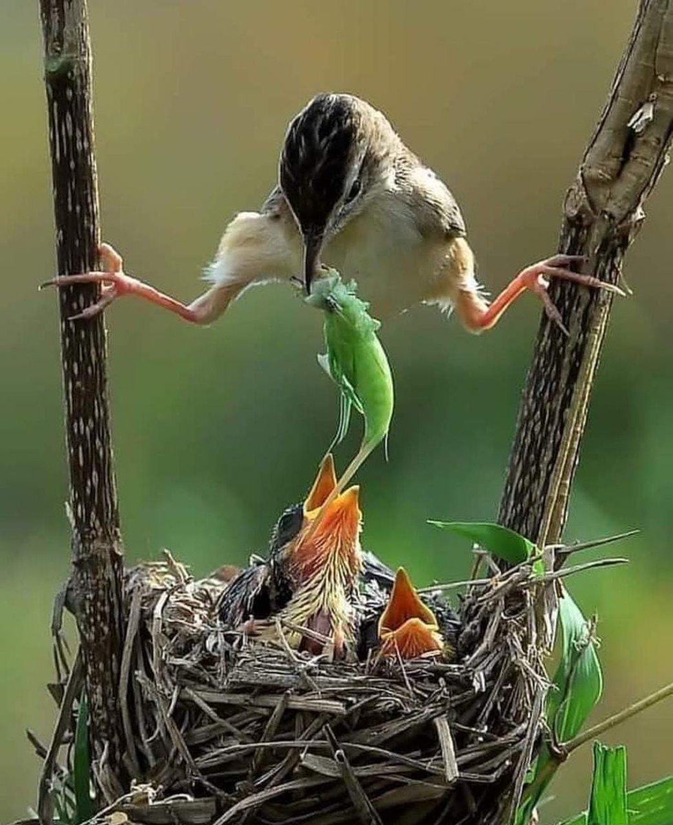 Bird feeding chicks in nest