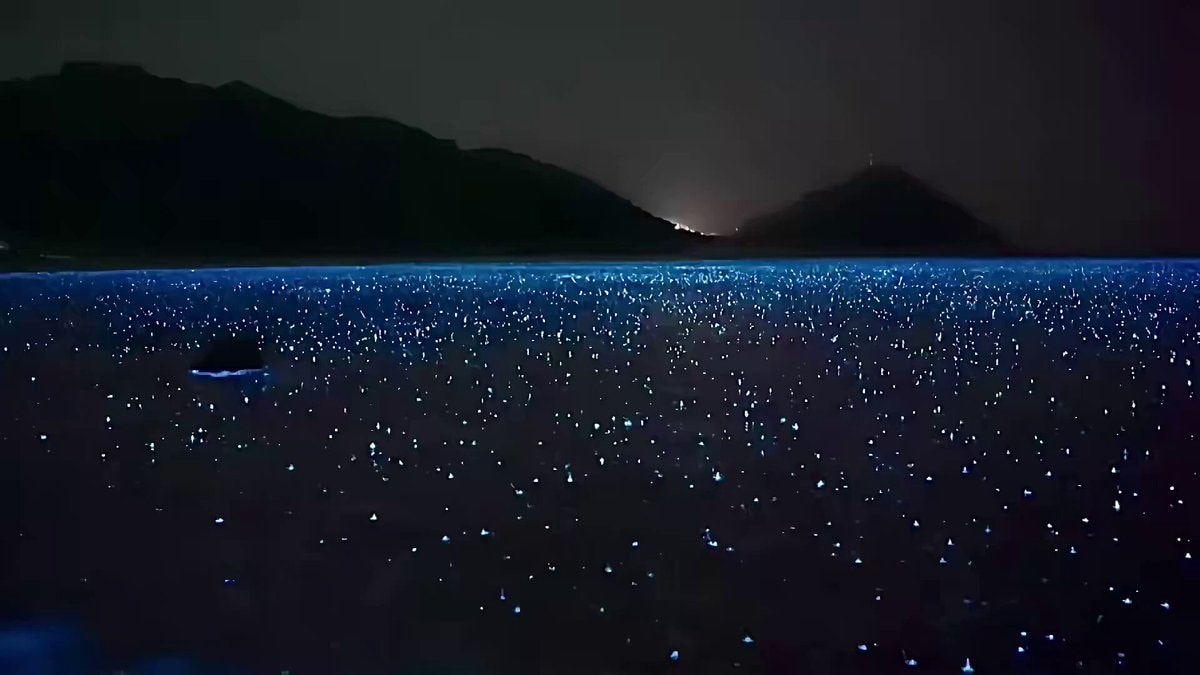 bioluminescence in the rain