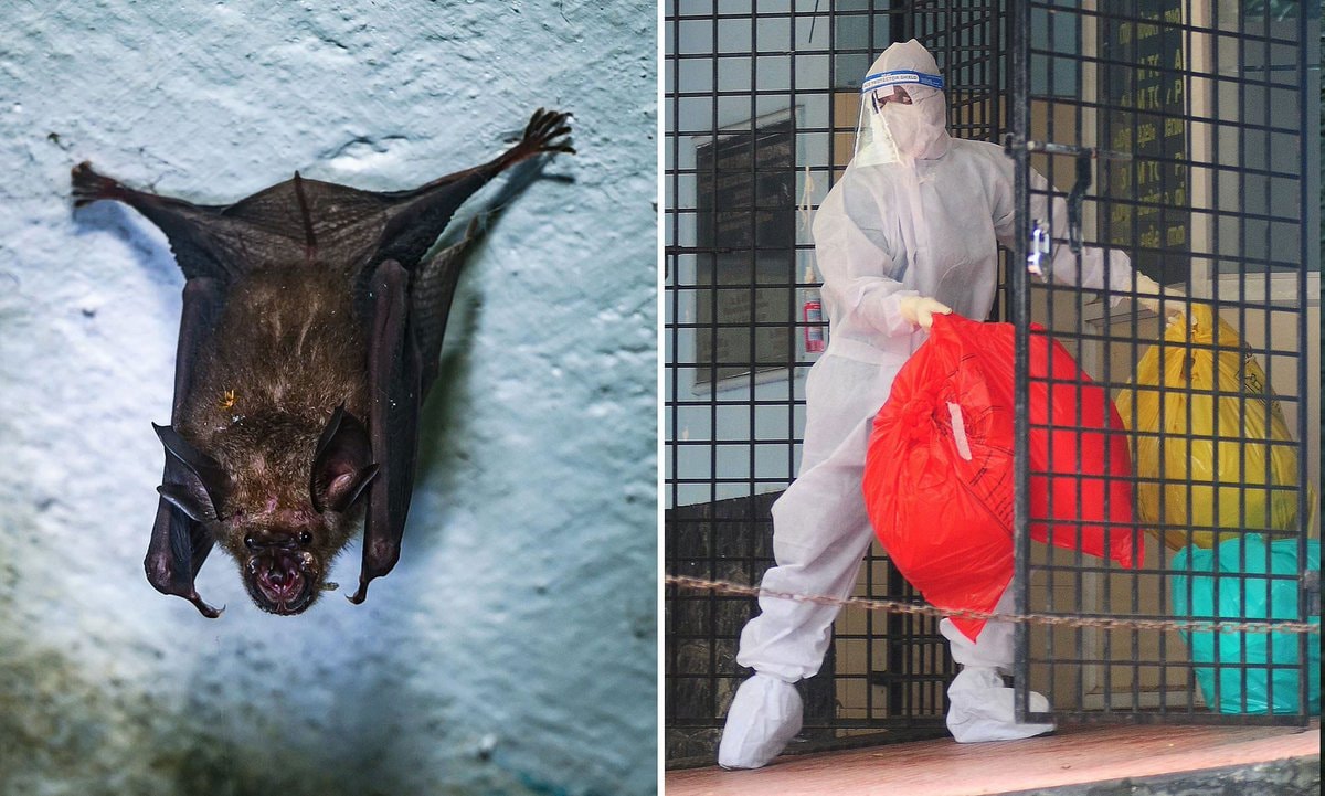 Graphic of Nipah virus outbreak in India