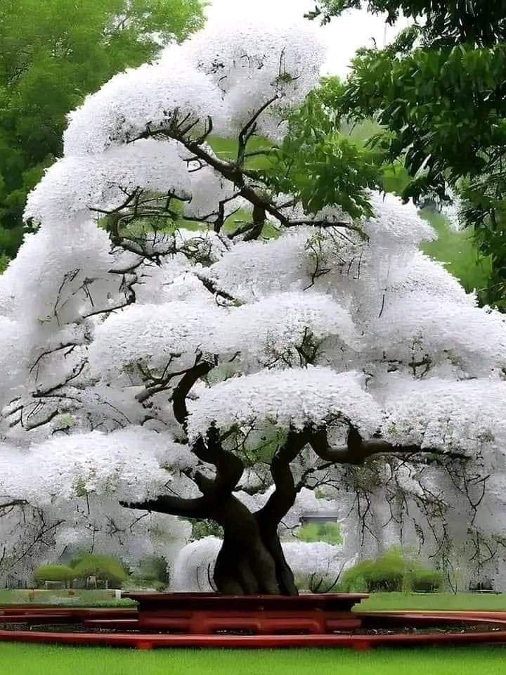 White Cherry Tree from Japan