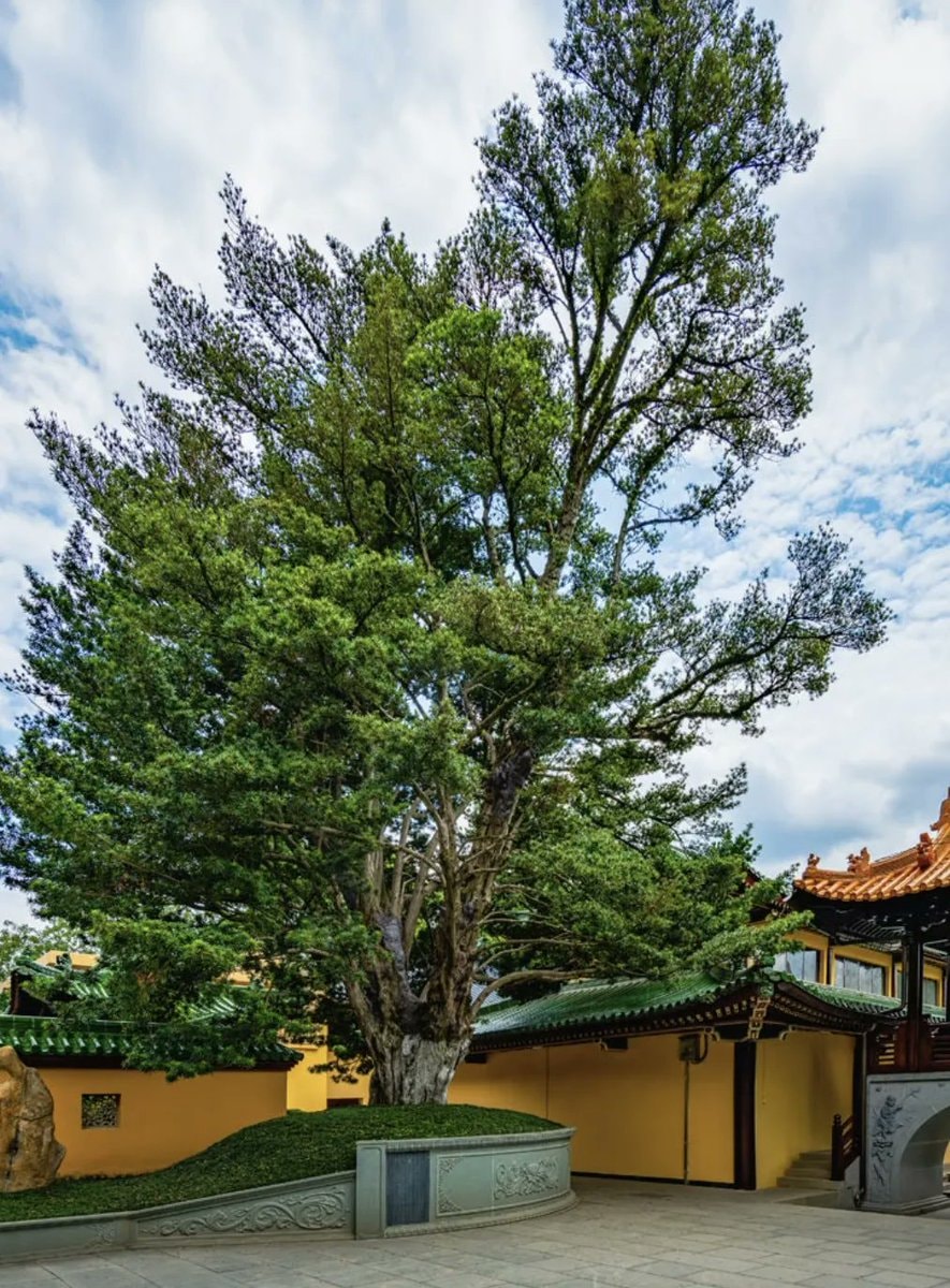 Jiangxi Ancient Trees Nanchang 4000 (photo 4 of 4)