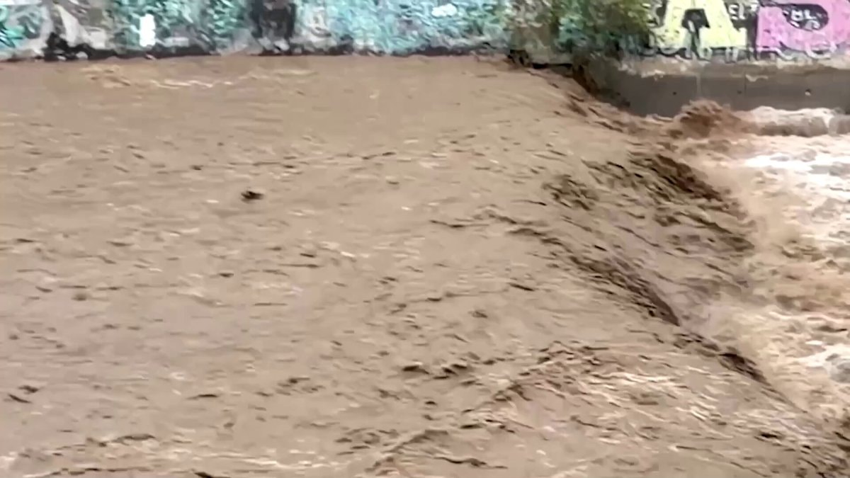 Morocho dog rescued Mapocho River Chile