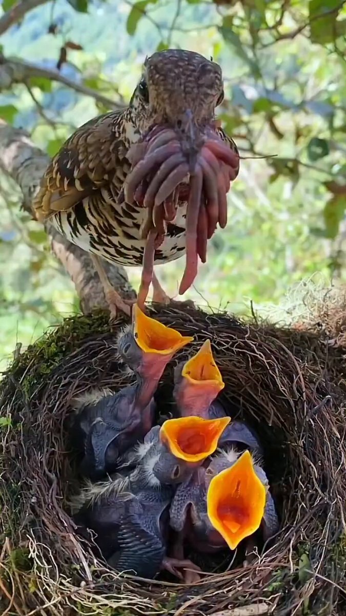 bird feeding chicks in nest bird feeding chicks in nest