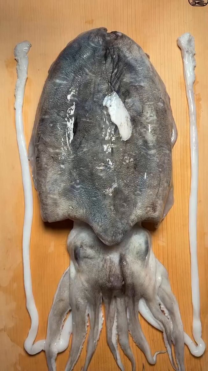 Squid on wooden surface