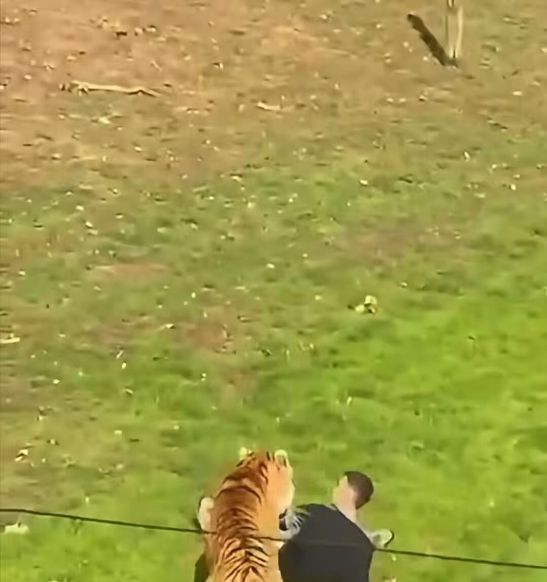 fatal tiger attack England fatal tiger attack England