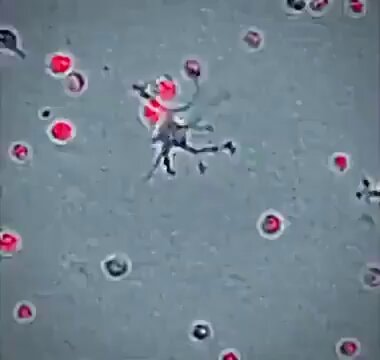 White blood cell eliminating pathogens