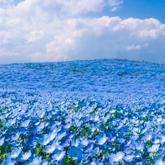 Bluebonnet field with tree (photo 4 of 4)