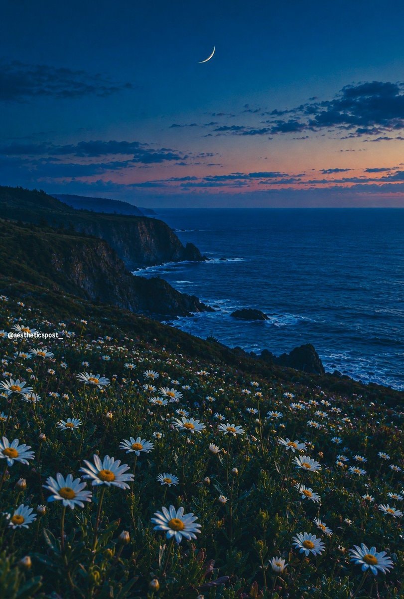 Crescent moon over coastal daisies edit Crescent moon over coastal daisies edit