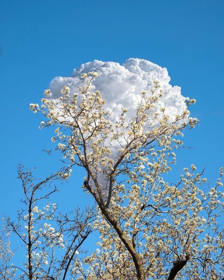 blooming tree against blue sky