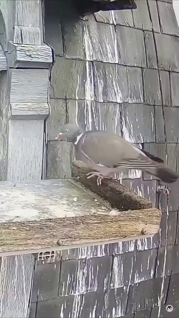Pigeon on wooden beam