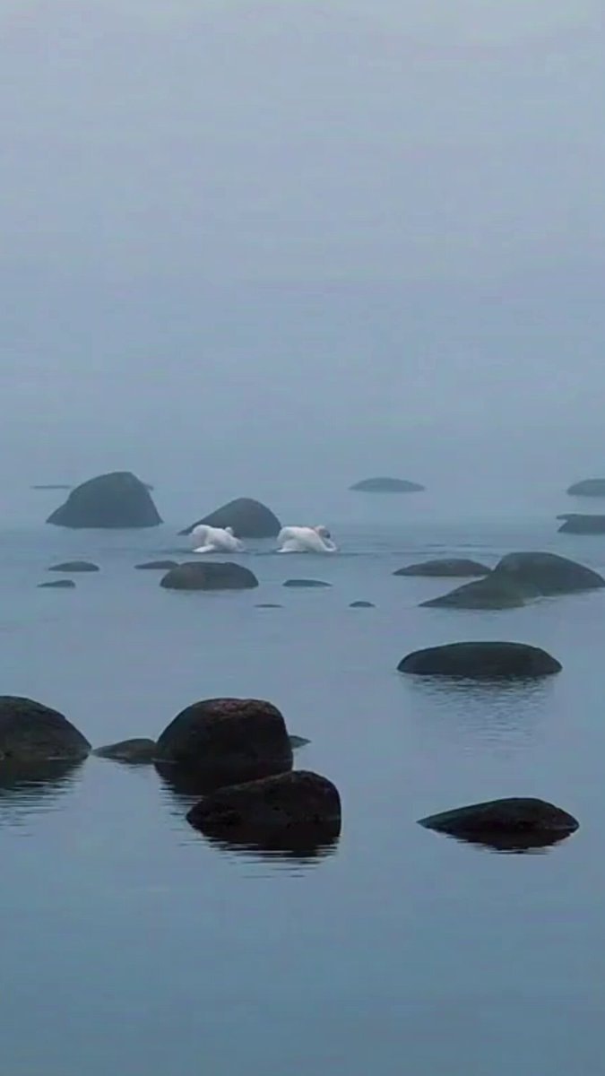 swans synchronized dance bonding