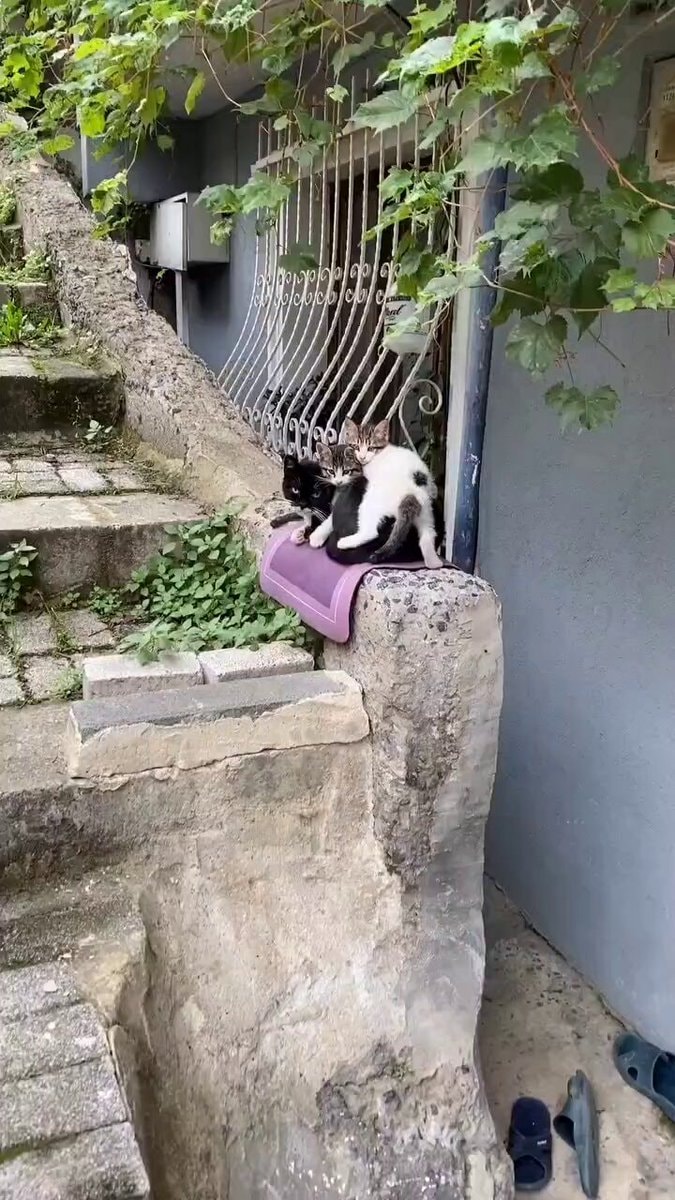 stray mama cat and kittens