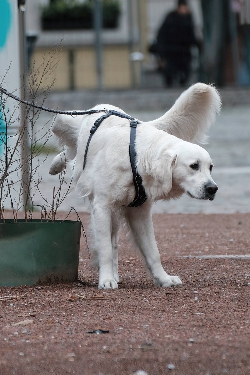 Swiss town fines for unwashed dog pee